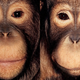 Illustration for article titled Primate portraits invite you to see apes as individuals